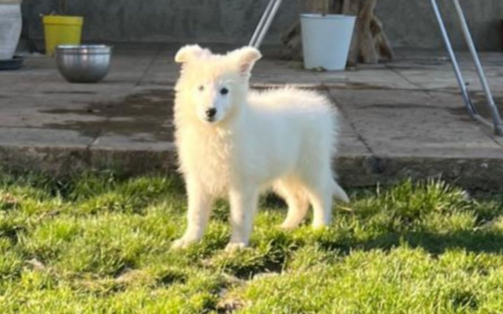 De La Tour De Babel - Chiot disponible  - Berger Blanc Suisse