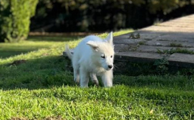 De La Tour De Babel - Berger Blanc Suisse - Portée née le 16/08/2024