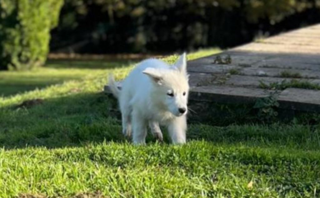 De La Tour De Babel - Chiot disponible  - Berger Blanc Suisse