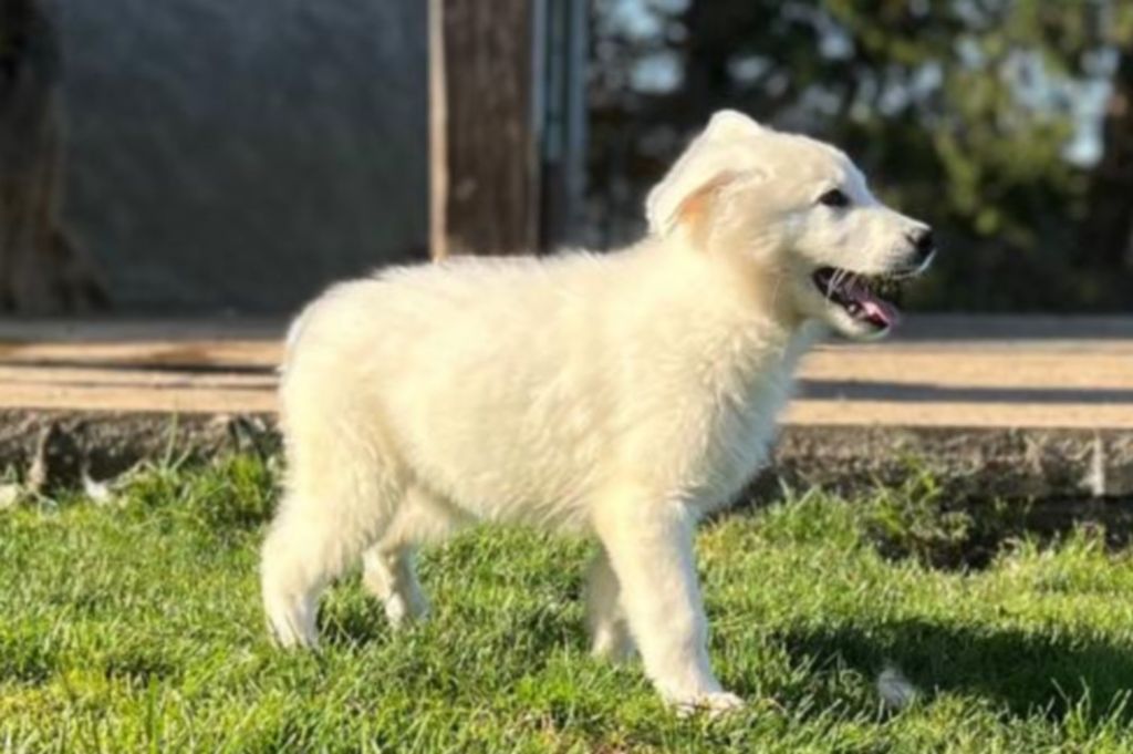 De La Tour De Babel - Chiot disponible  - Berger Blanc Suisse