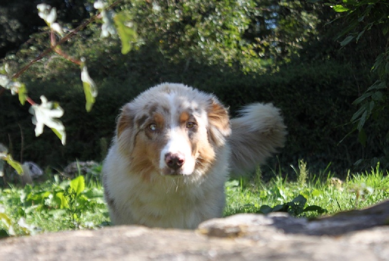 Ginger De La Tour De Babel