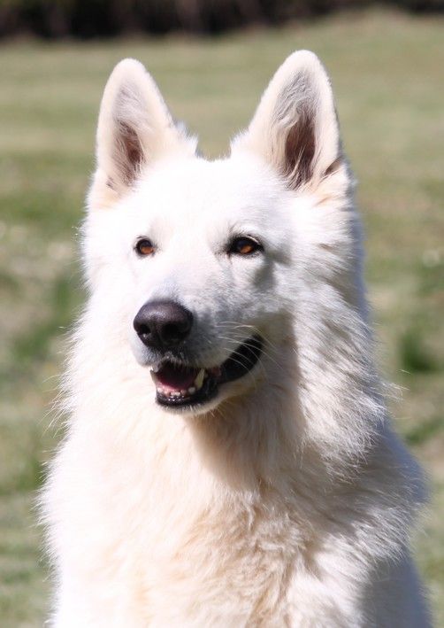 Porto of the white wolves